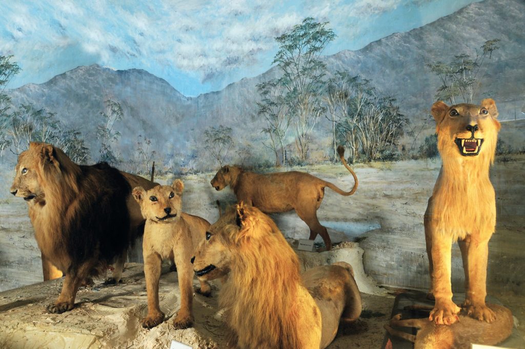 Το Μουσείο Ζωολογίας υποδέχεται μικρούς και μεγάλους με 2 ευρώ είσοδο το σαββατοκύριακο (18-19/12)