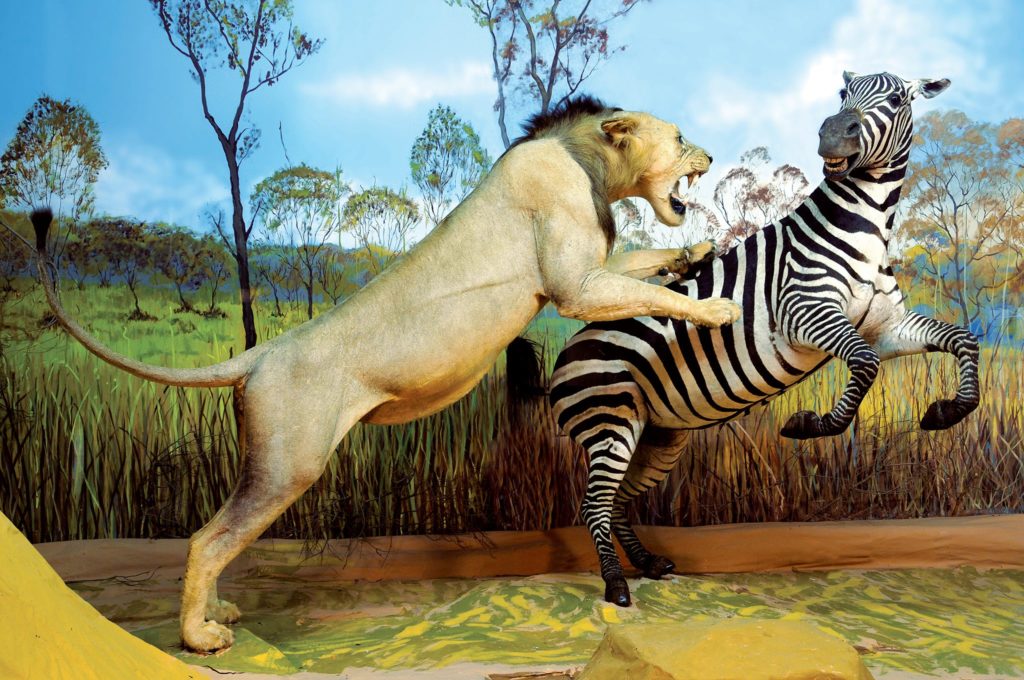 Το Μουσείο Ζωολογίας υποδέχεται μικρούς και μεγάλους με 2 ευρώ είσοδο το σαββατοκύριακο (18-19/12)