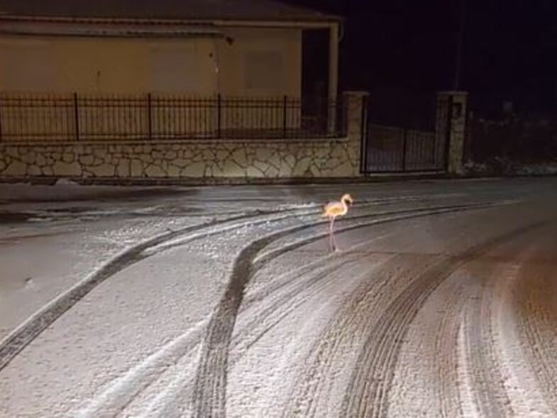 Φλαμίνγκο κάνει... βόλτα μέσα στα χιόνια στον Άγιο Νικόλαο Ευρυτανίας - Δείτε το video