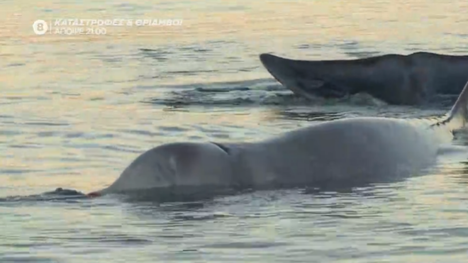 Απίστευτο: Μικρή φάλαινα βρέθηκε στην παραλία του Αλίμου!