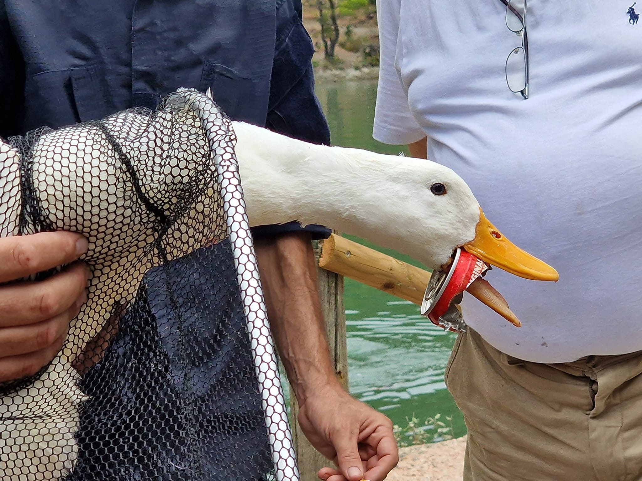 Λίμνη Μπελέτσι: Κουτί αναψυκτικού σφήνωσε στο στόμα πάπιας - Πώς έσωσαν το άτυχο ζώο (εικόνες)