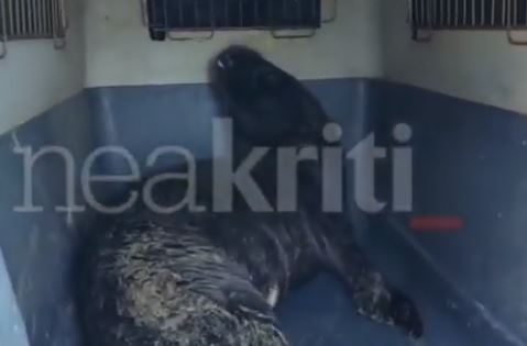 Κρήτη: Μωρό φώκια έψαχνε για βοήθεια - Πώς κατάφεραν να το σώσουν