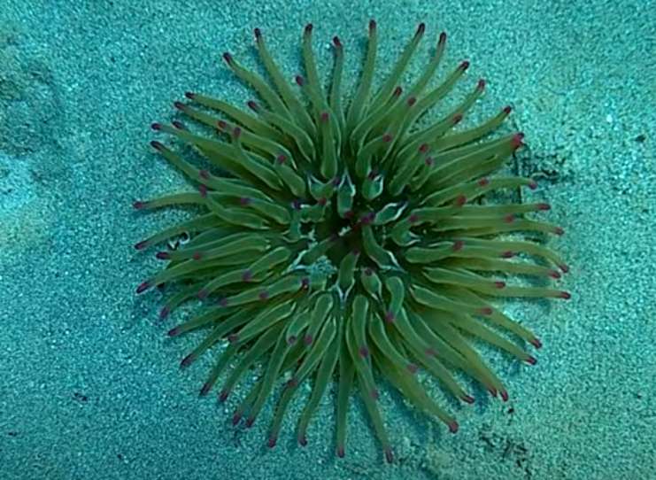 Στο νοσοκομείο 9χρονος από το τσίμπημα θαλάσσιας ανεμώνης - Τι πρέπει να προσέχουμε