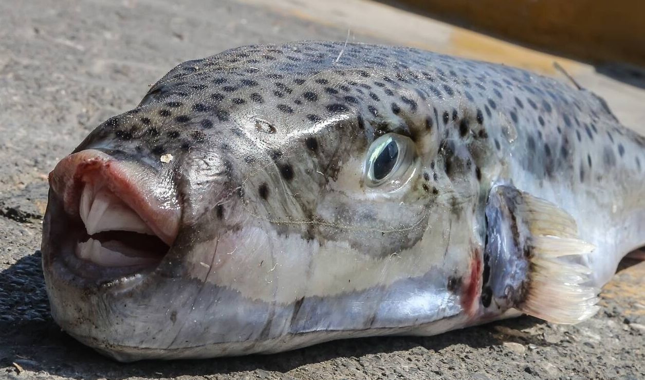 Λαγοκέφαλος: Τι προκαλεί το δάγκωμάτου και πώς θα το αποφύγετε